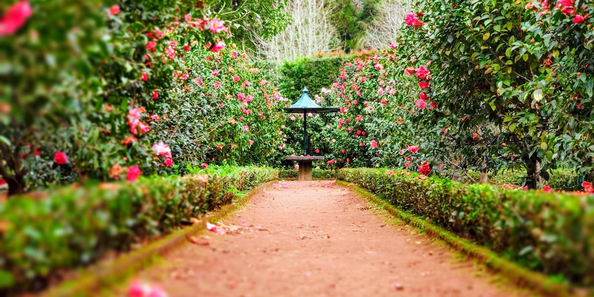 Professional landscaping — garden design and planting