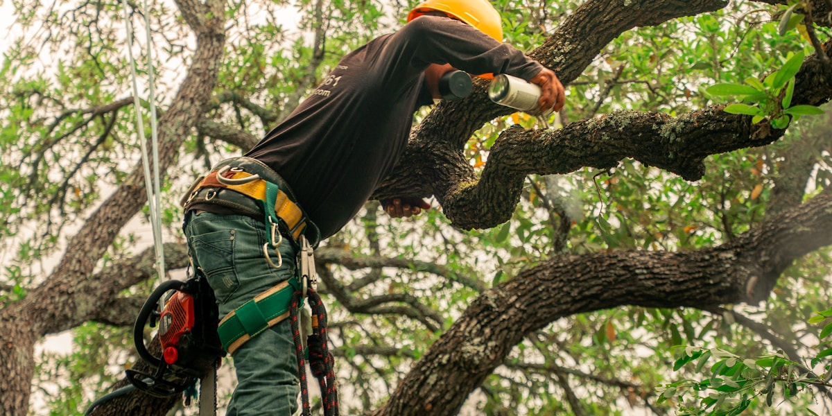 Tree care service — pruning and trimming